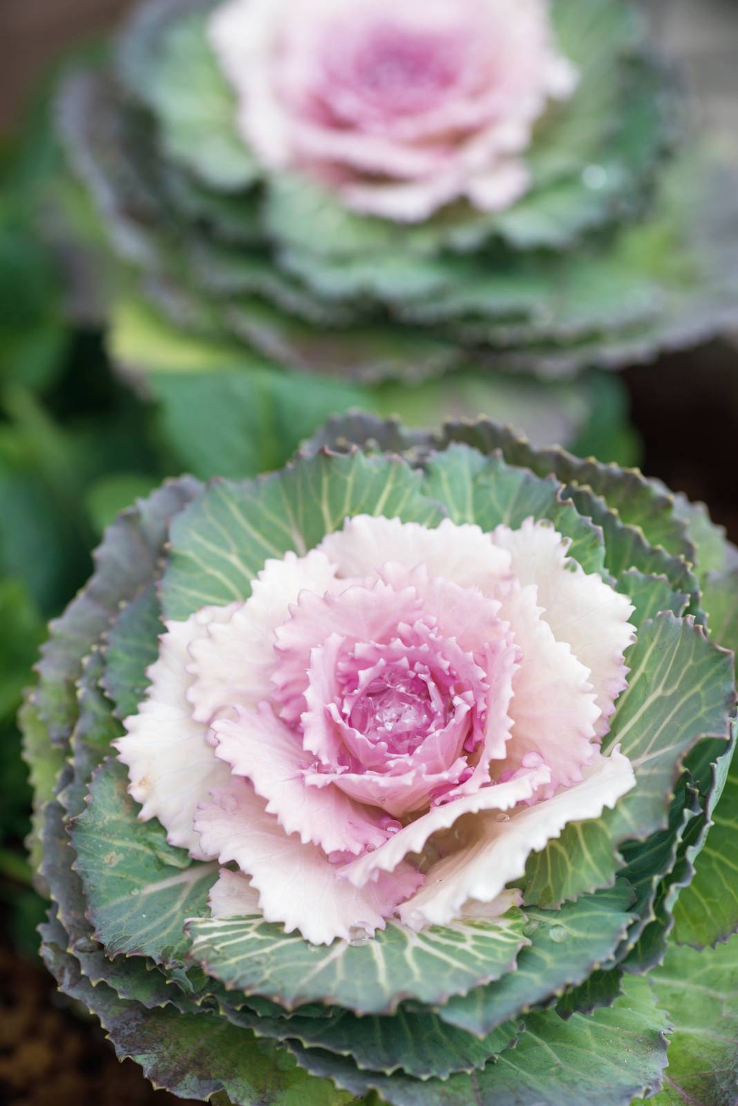 Le foglie del cavolo ornamentale sono carnose, con i bordi molto arricciati e la superficie ondulata.