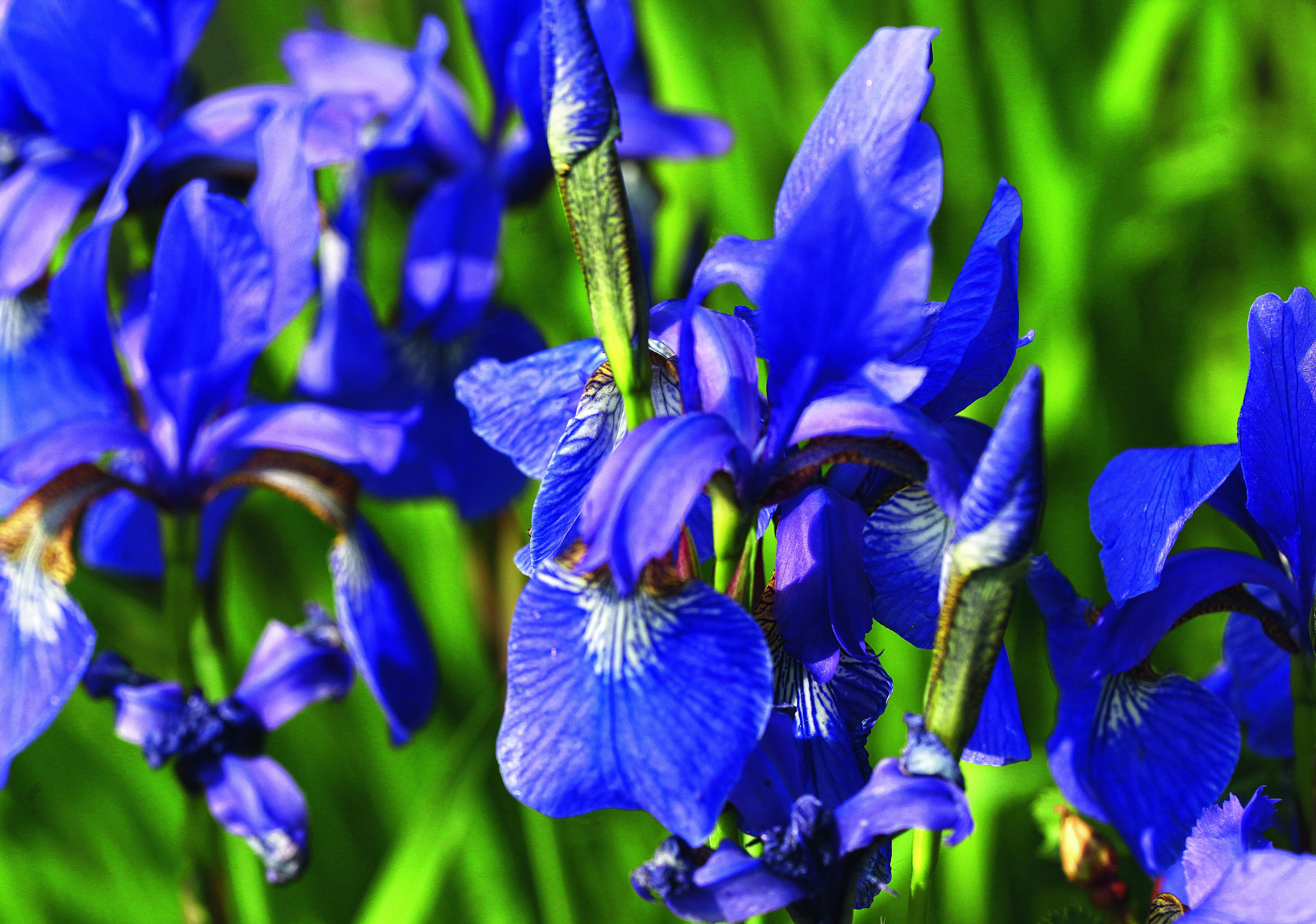 L'iris presenta un fiore con 6 tepali: 3 sono rivolti verso l’alto, 3 si ripiegano in basso. L'iris presenta un fiore con 6 tepali: 3 sono rivolti verso l’alto, 3 si ripiegano in basso.