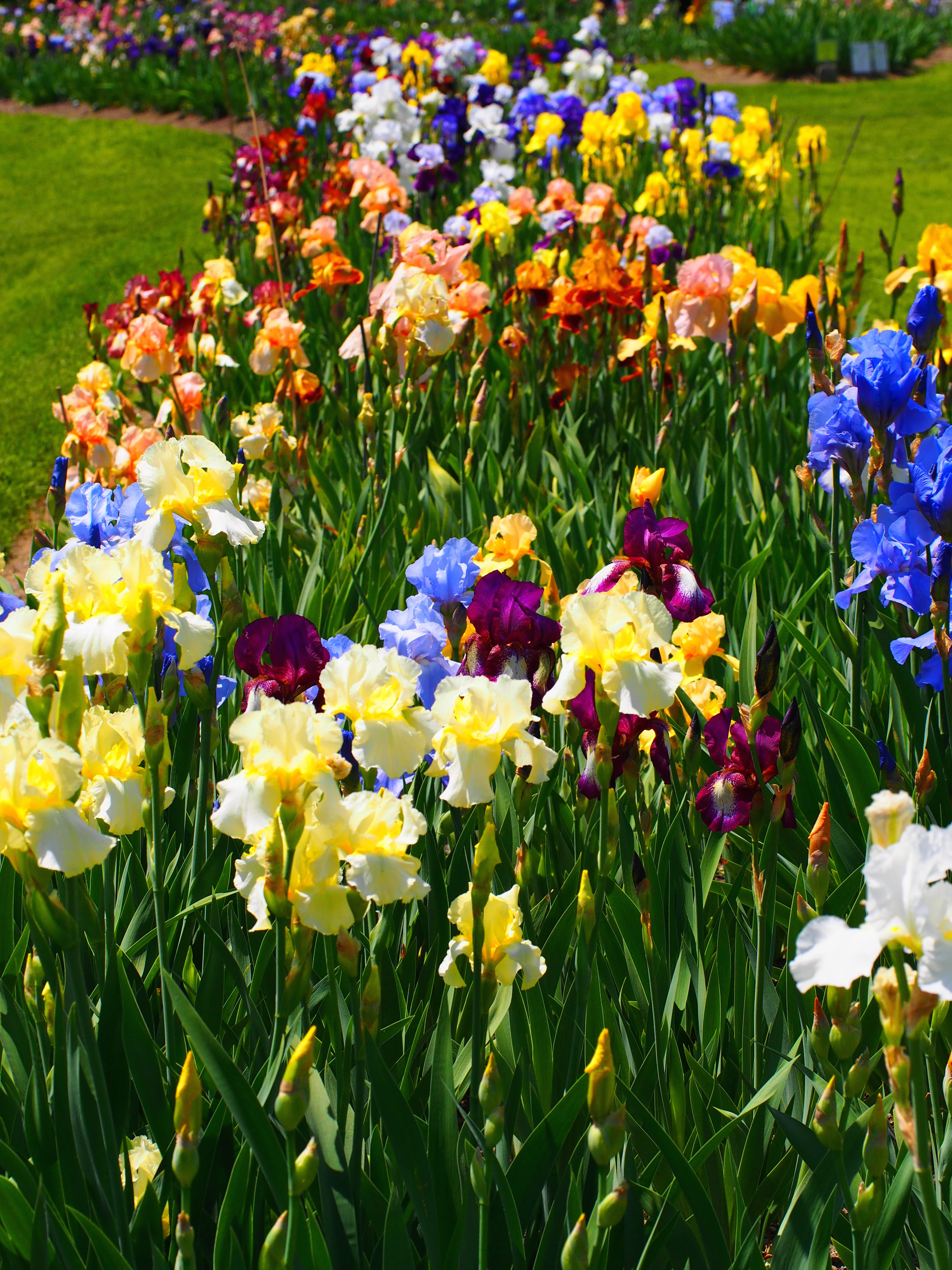 Una stupenda aiuola di iris variamente colorati. Una stupenda aiuola di iris variamente colorati.