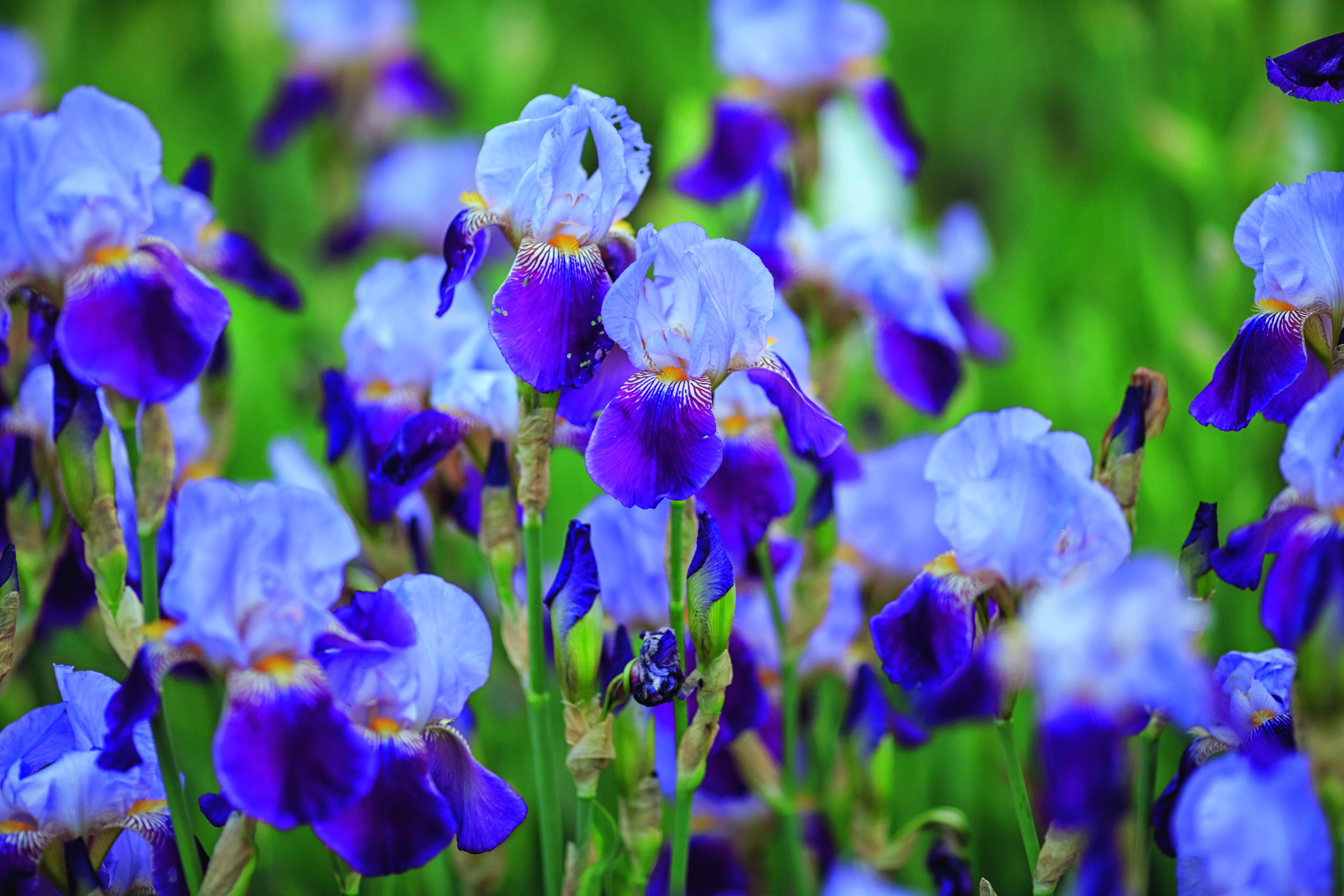 Fiori di iris nel classico colore violetto. Fiori di iris nel classico colore violetto.