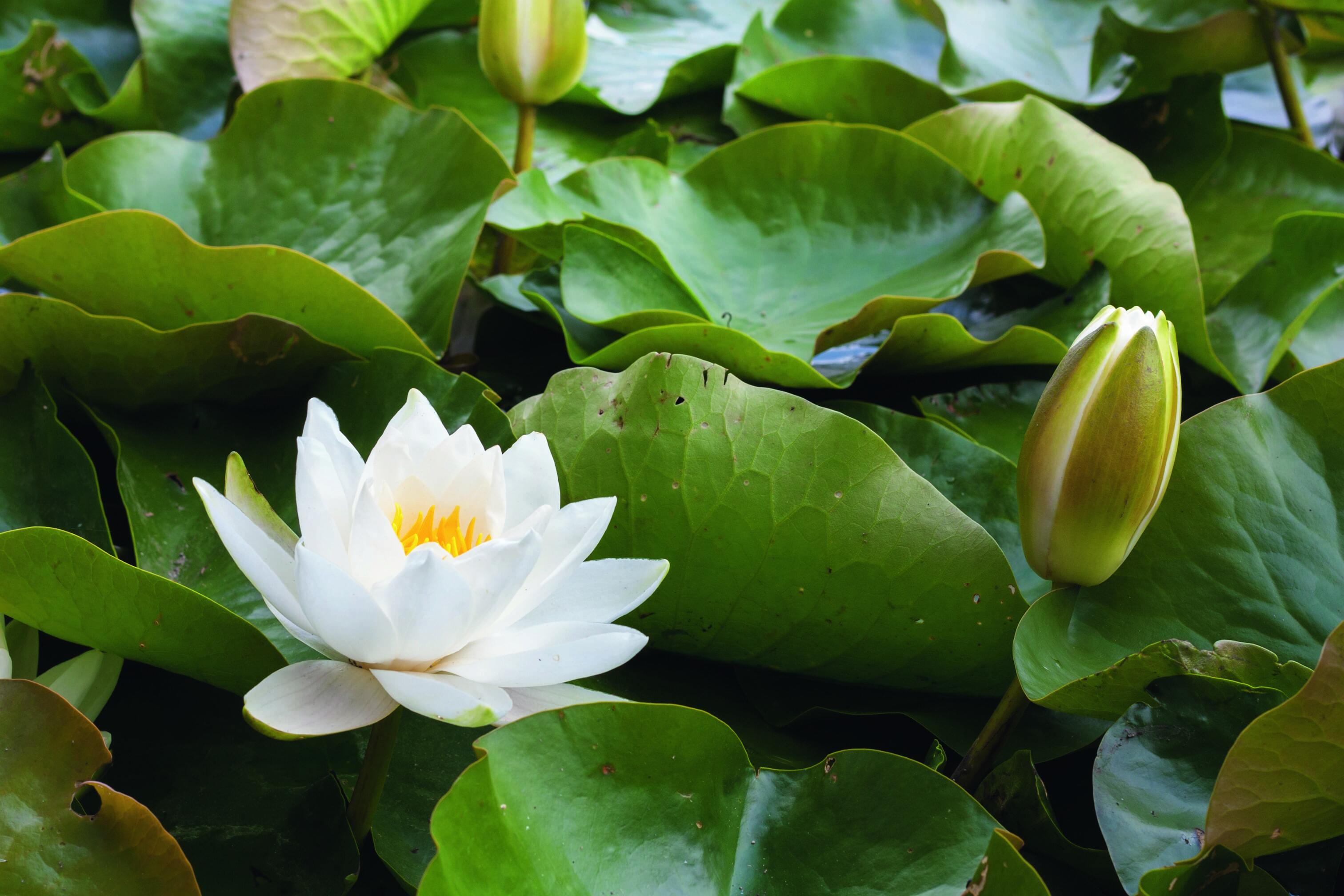 La ninfea riempie di colori i laghetti artificiali in giardino con le sue meravigliose sfumature.
