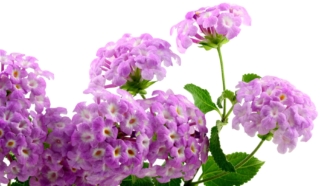 Dei fiori di lantana in piena fioritura.