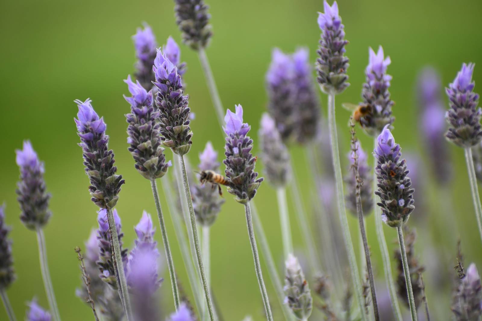 I fiori di lavanda vengono portati da lunghi steli e sprigionano un aroma inconfondibile, molto attrattivo per gli insetti. I fiori di lavanda vengono portati da lunghi steli e sprigionano un aroma inconfondibile, molto attrattivo per gli insetti.