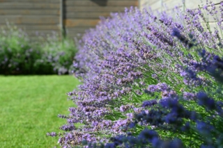 La lavanda è una bellissima pianta ornamentale da giardino.