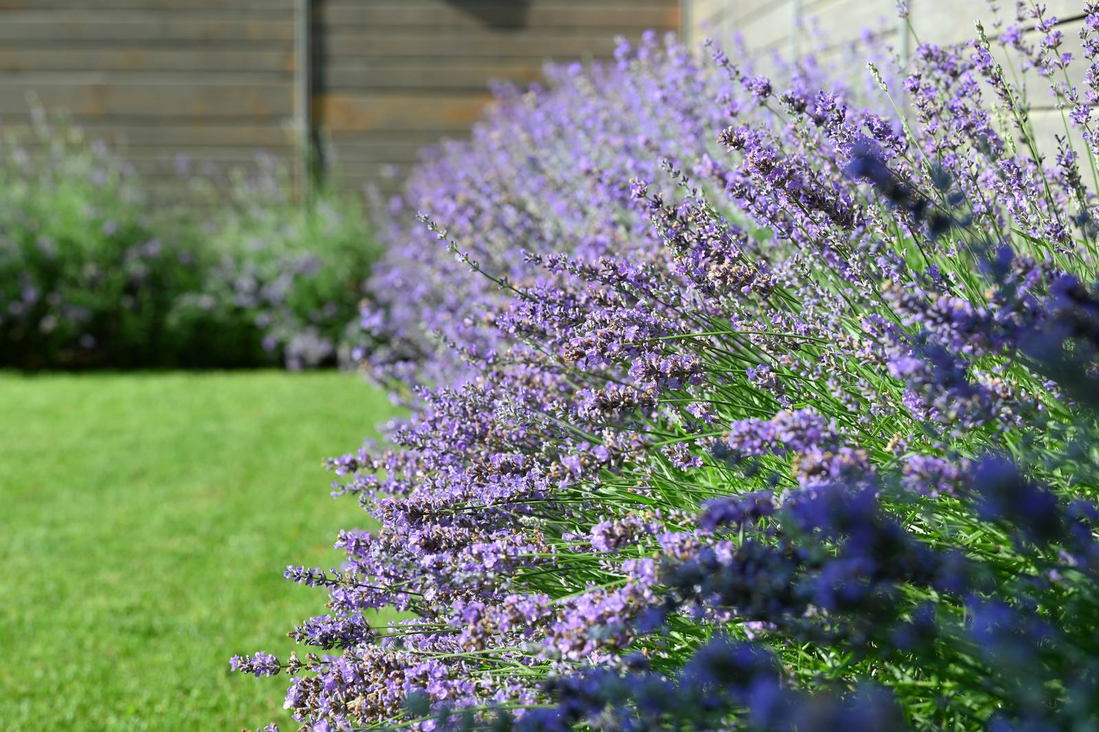 La lavanda è una bellissima pianta ornamentale da giardino. La lavanda è una bellissima pianta ornamentale da giardino.