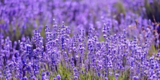 Lavanda Lavanda