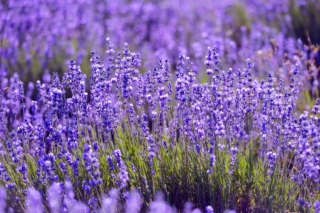 La lavanda è una pianta dalla fioritura tipicamente estiva.