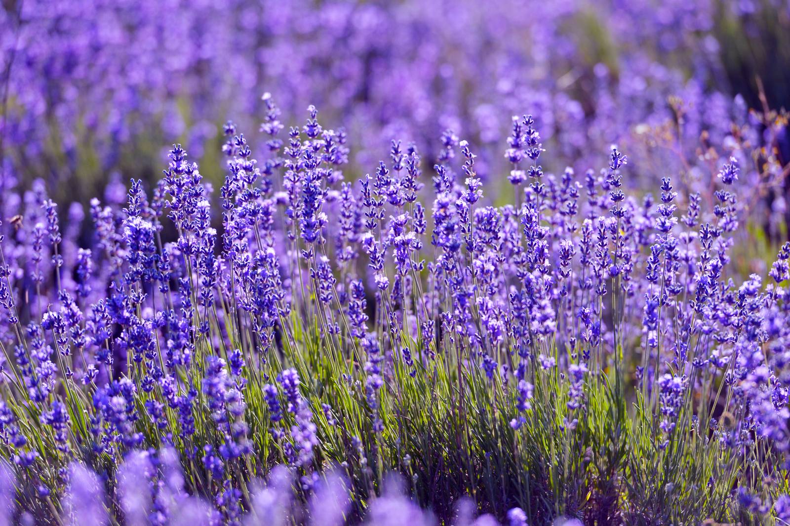 La lavanda è una pianta dalla fioritura tipicamente estiva. La lavanda è una pianta dalla fioritura tipicamente estiva.