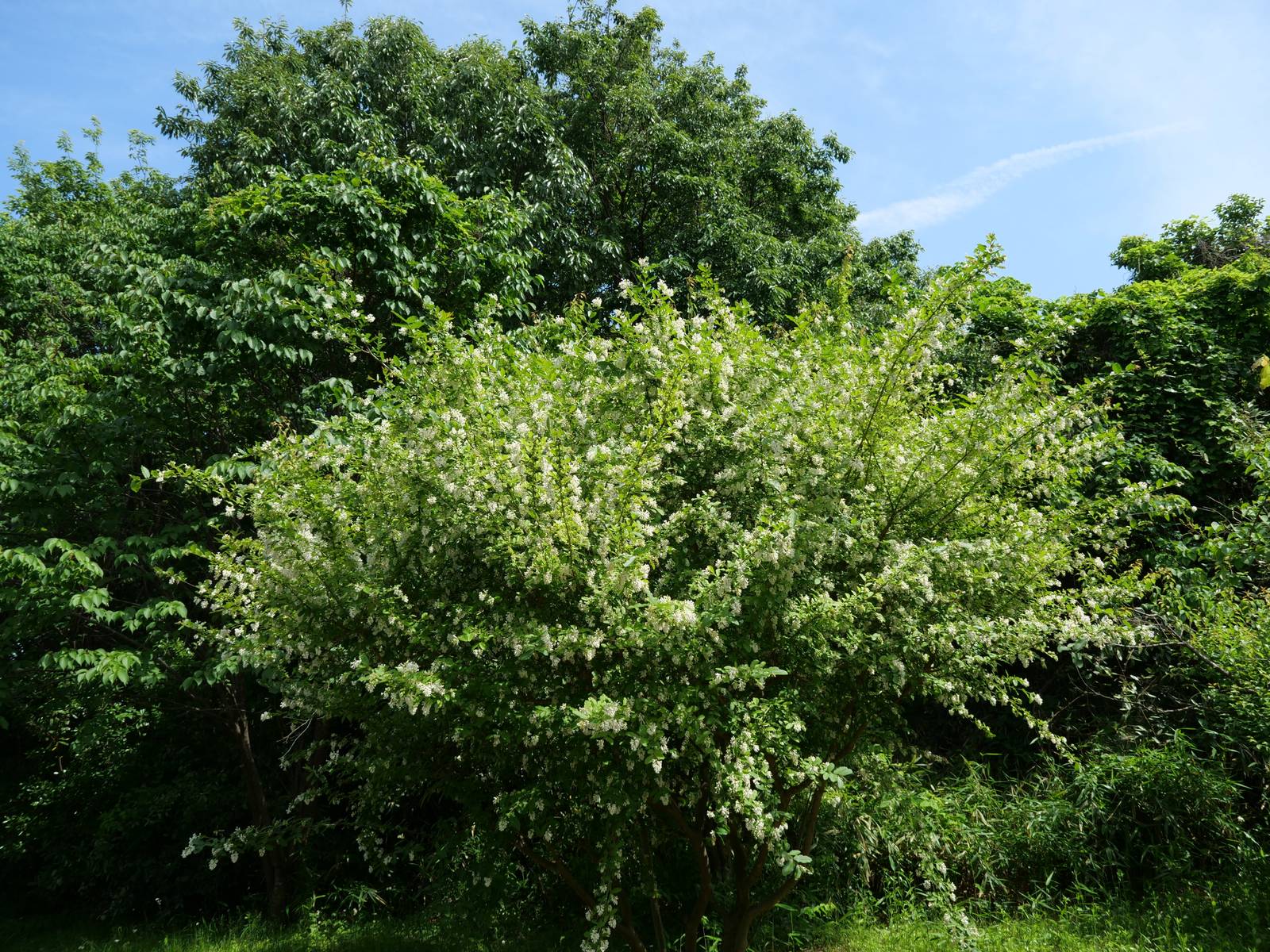 Il ligustro si può coltivare anche come arbusto isolato, non solo come siepe.