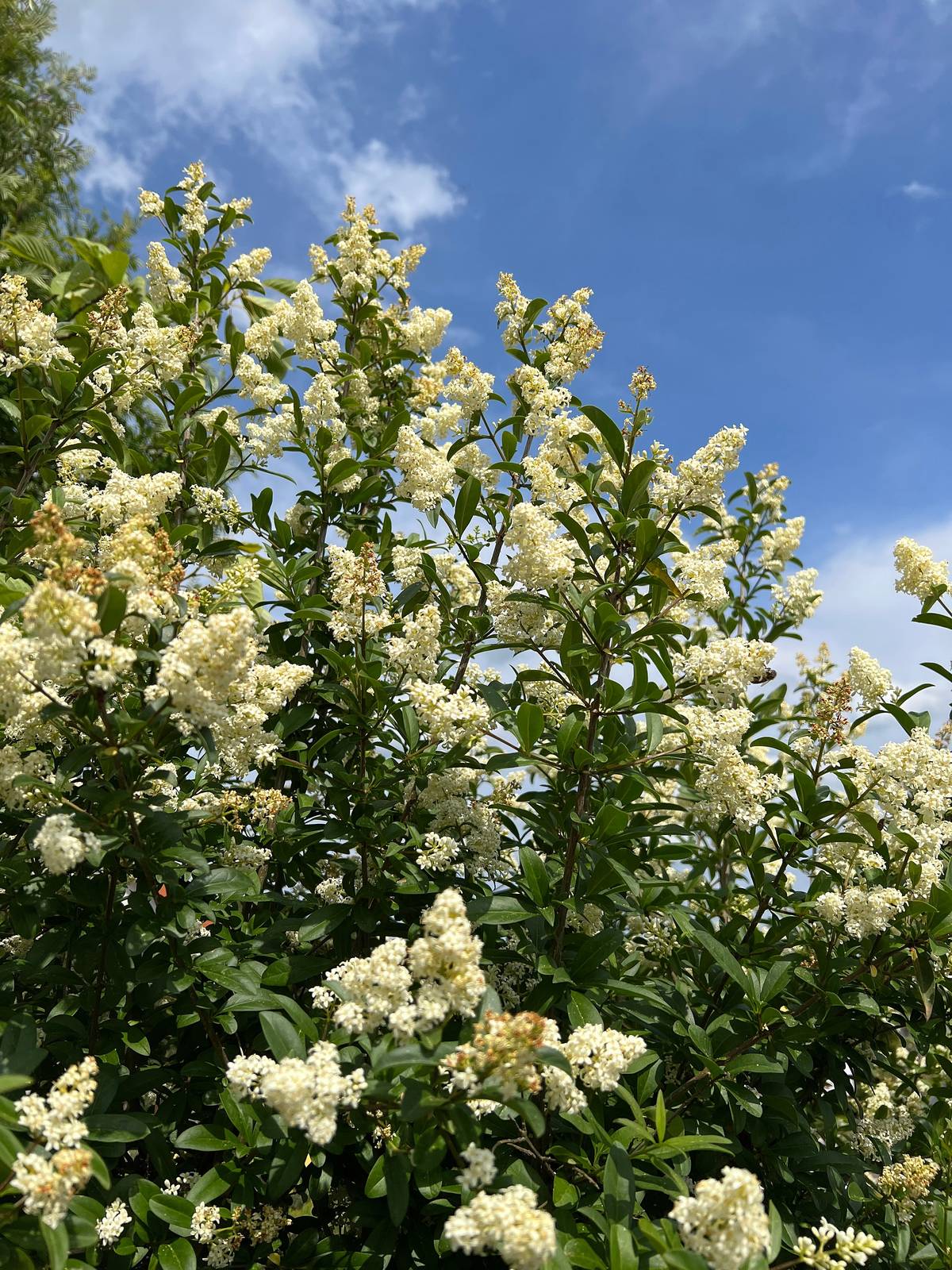 I fiori di ligustro sono raccolti in pannicoli bianchi molto densi.