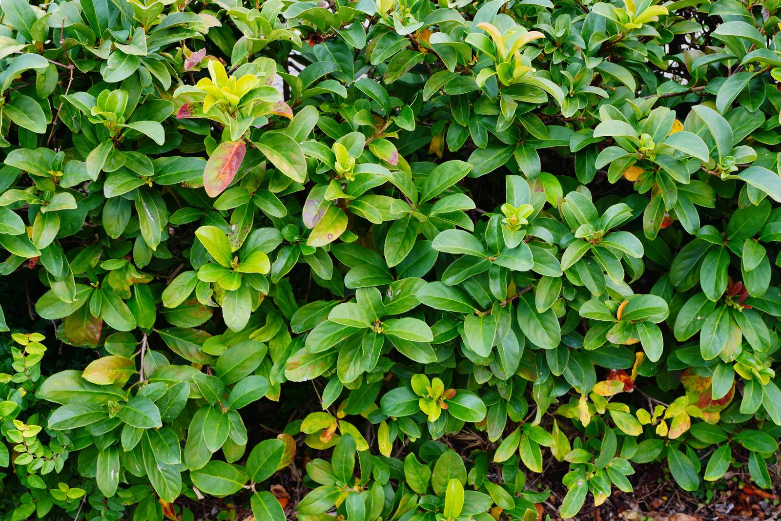 Il ligustro ha caratteristiche foglie allungate e appuntite.