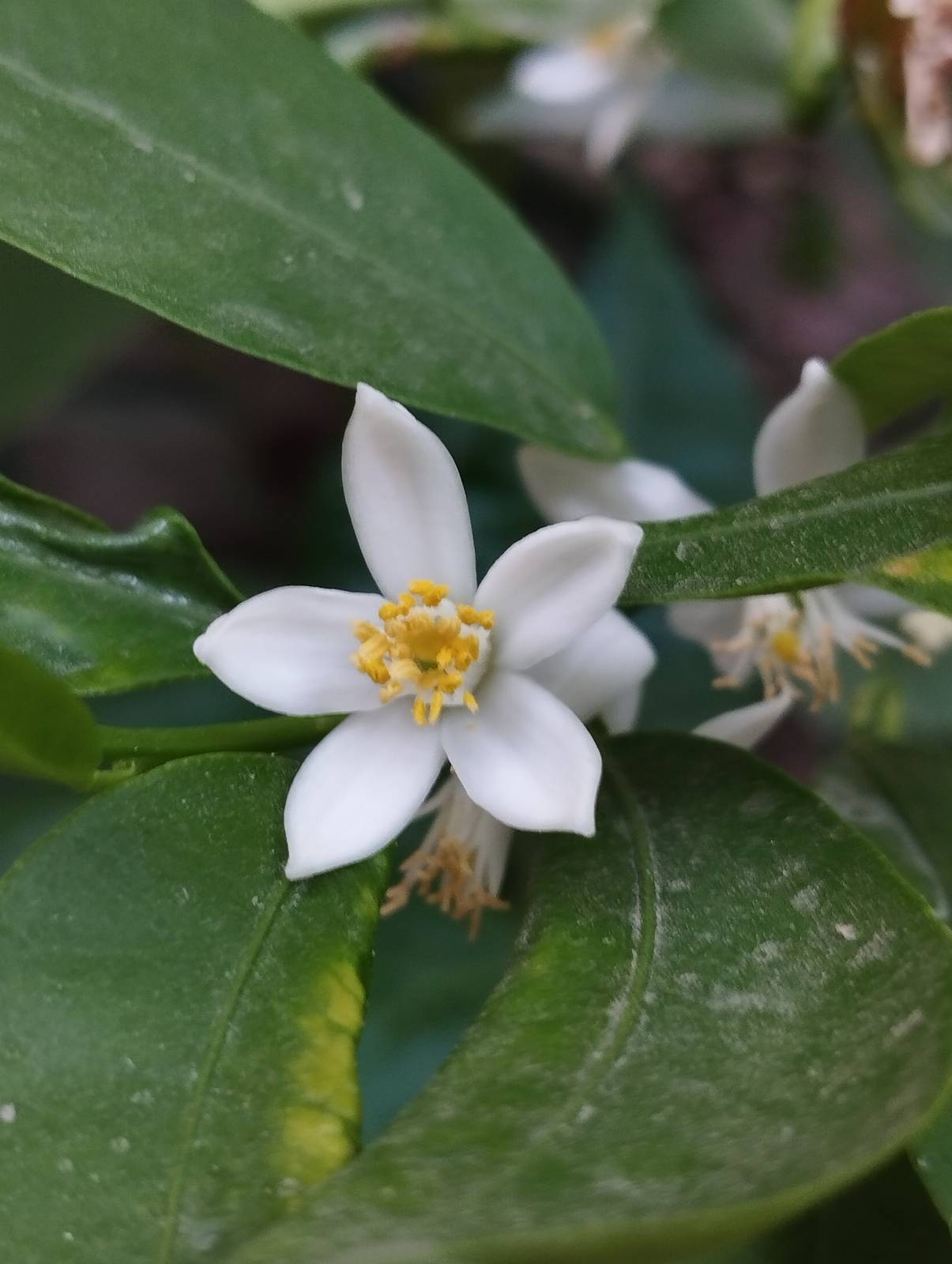 Il mandarino fiorisce in primavera producendo profumatissimi fiorellini bianchi. Il mandarino fiorisce in primavera producendo profumatissimi fiorellini bianchi.