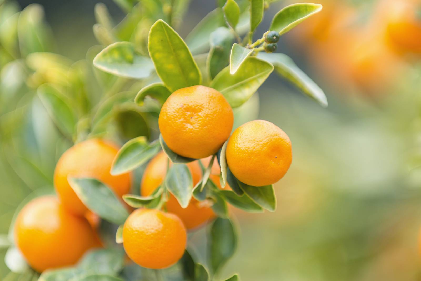 Il mandarino fruttifica da fine settembre a inizio maggio. Il mandarino fruttifica da fine settembre a inizio maggio.