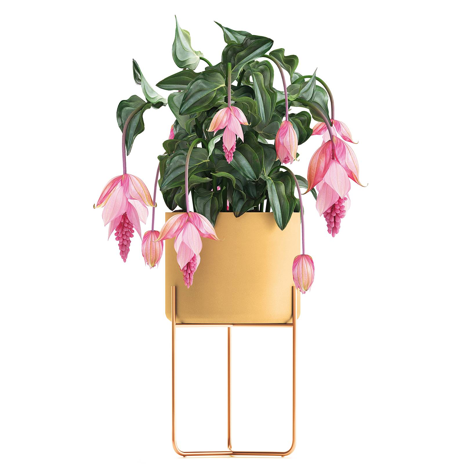 Nel nostro Paese la medinilla si può coltivare solo in vaso come splendida pianta d'appartamento.