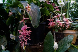 Medinilla