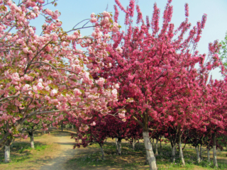 Melo da fiore