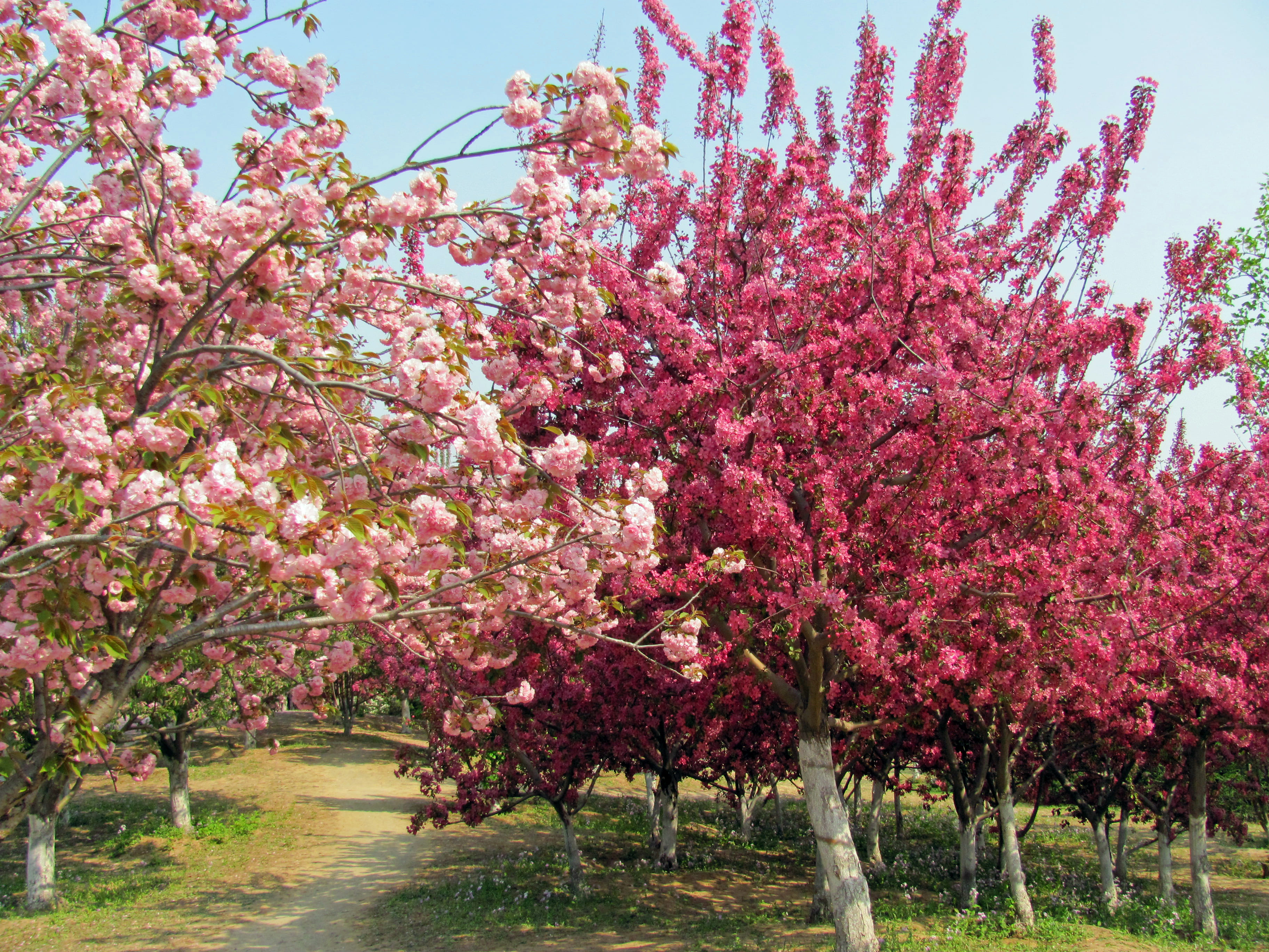 Il melo da fiore sboccia durante il periodo primaverile. Il melo da fiore sboccia durante il periodo primaverile.
