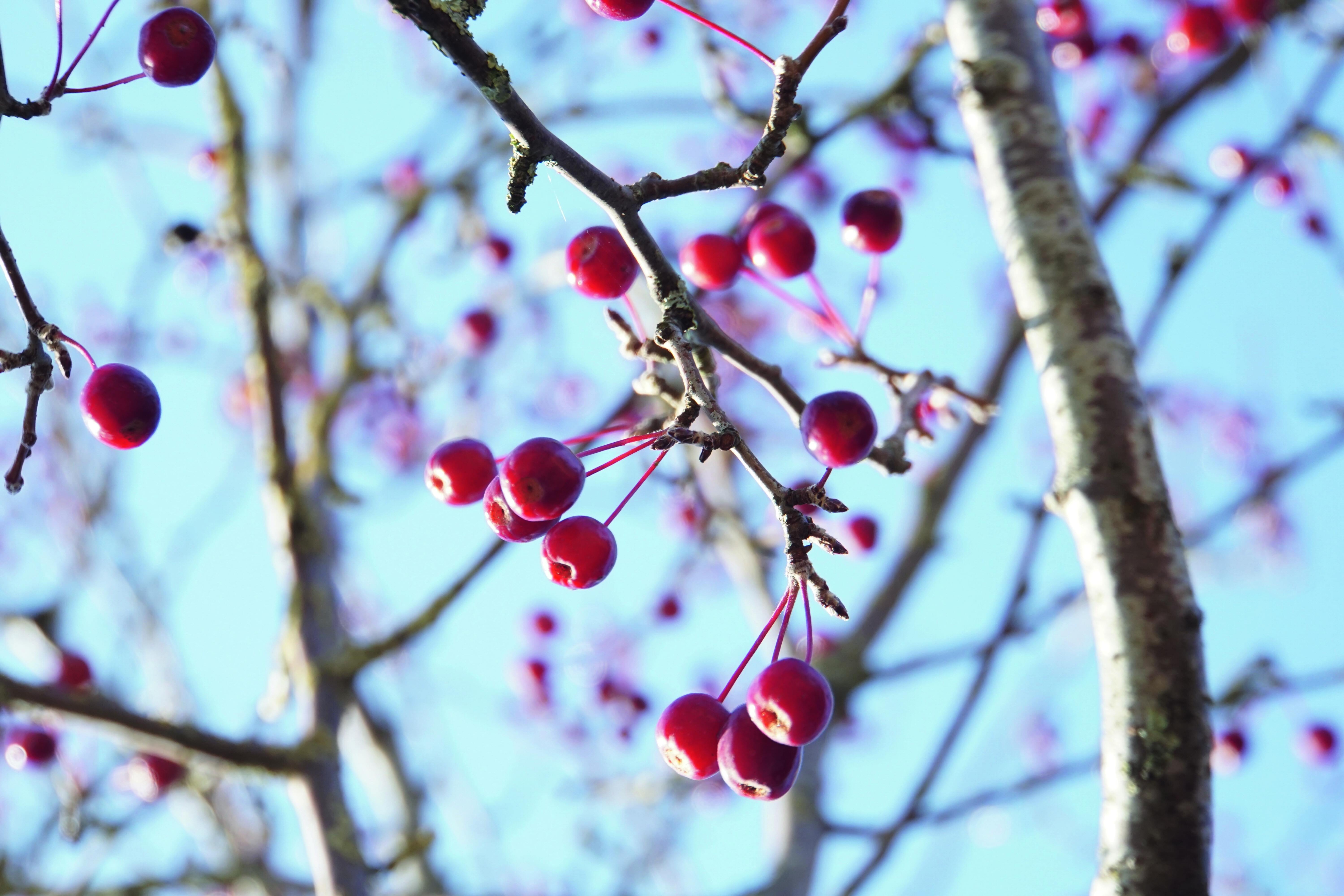 I frutti del melo da fiore si presentano come piccole bacche rosse, delle meline in miniatura o grosse ciliegie. I frutti del melo da fiore si presentano come piccole bacche rosse, delle meline in miniatura o grosse ciliegie.