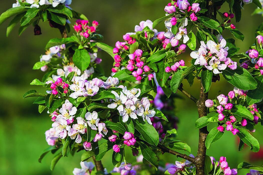 I grappoli di boccioli del melo da fiore cominciano a schiudersi verso aprile. I grappoli di boccioli del melo da fiore cominciano a schiudersi verso aprile.