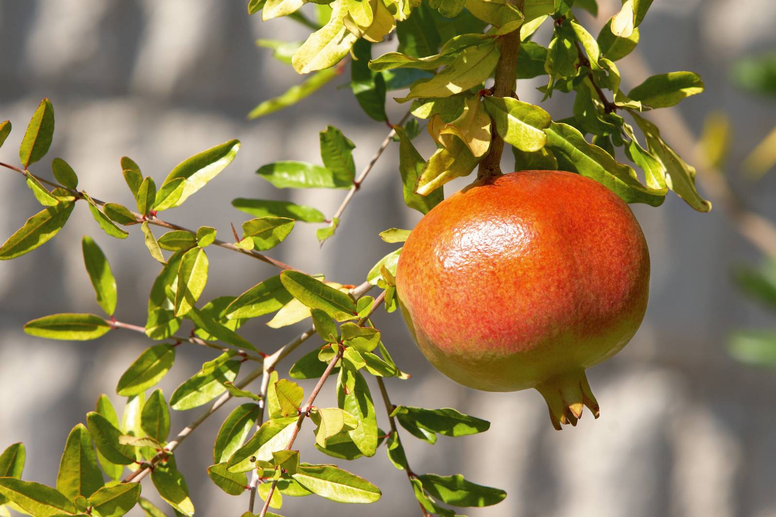 La melagrana è una bacca carnosa formata da numerosi arilli, ciascuno contenenti un seme.