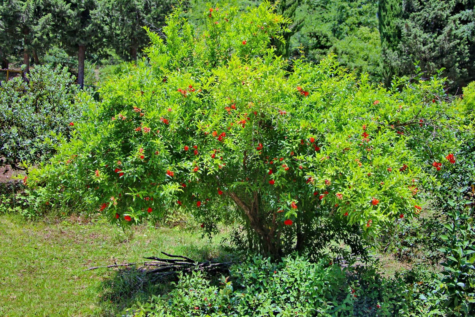 Il melograno può essere coltivato in forma di alberello o cespuglio.