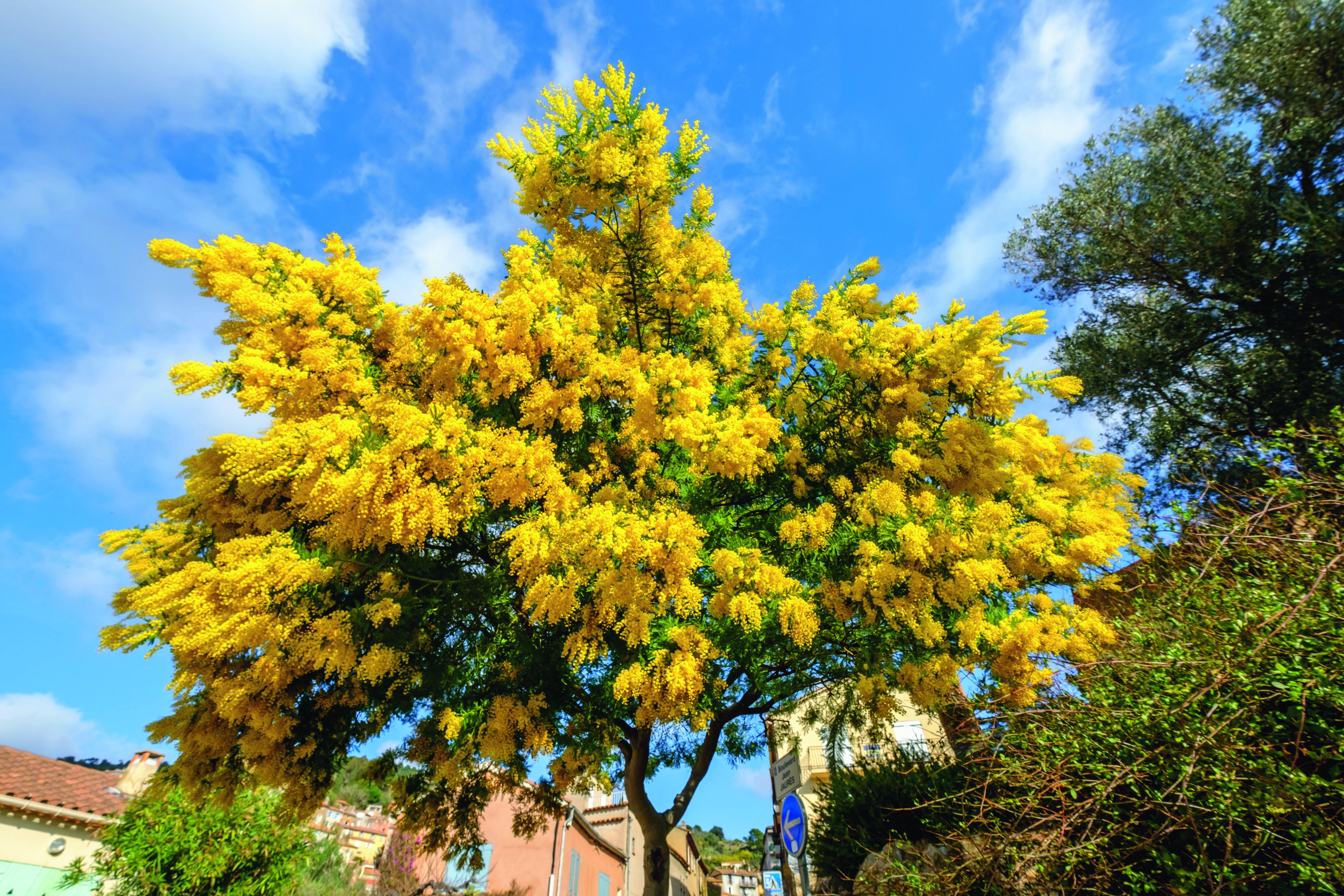 Una splendida pianta di mimosa in giardino: la sua fioritura giallo canarino non passa di certo inosservata.