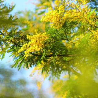 mimosa rametto mimosa rametto