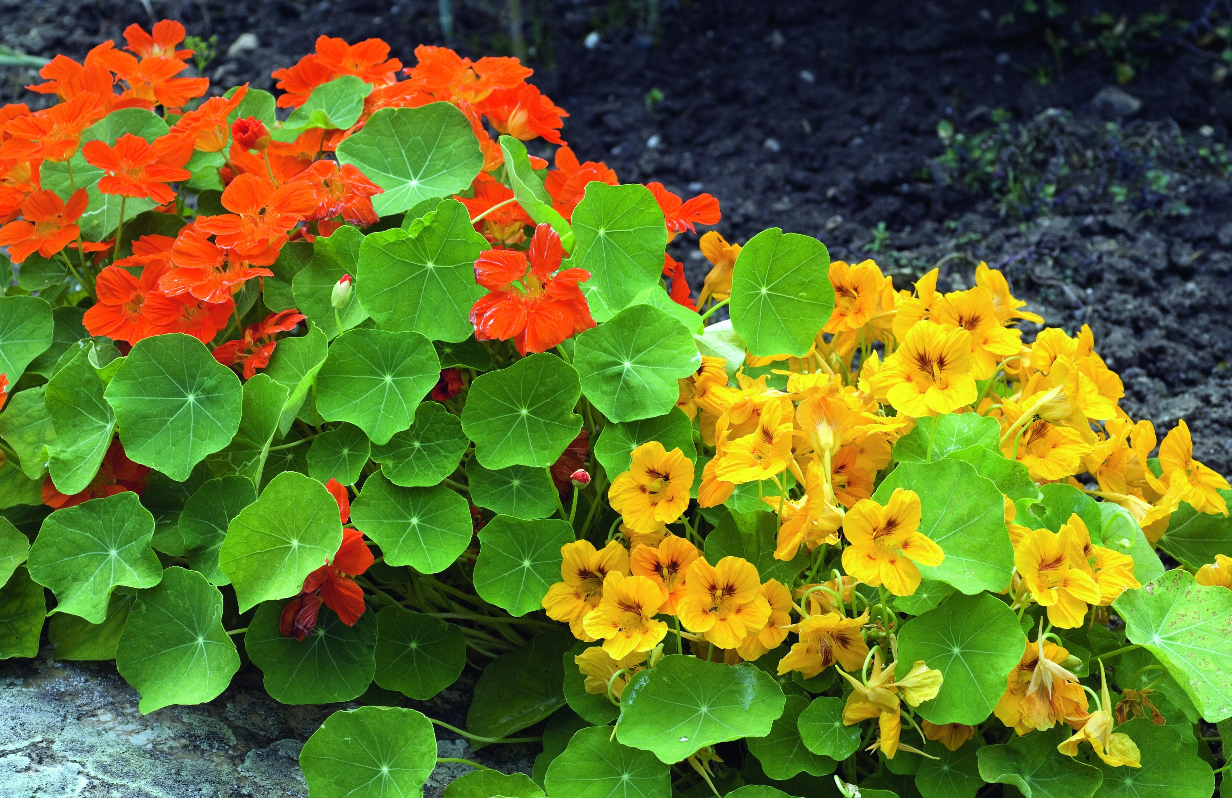 Il nasturzio si caratterizza per la fioritura vivace e intensamente colorata.