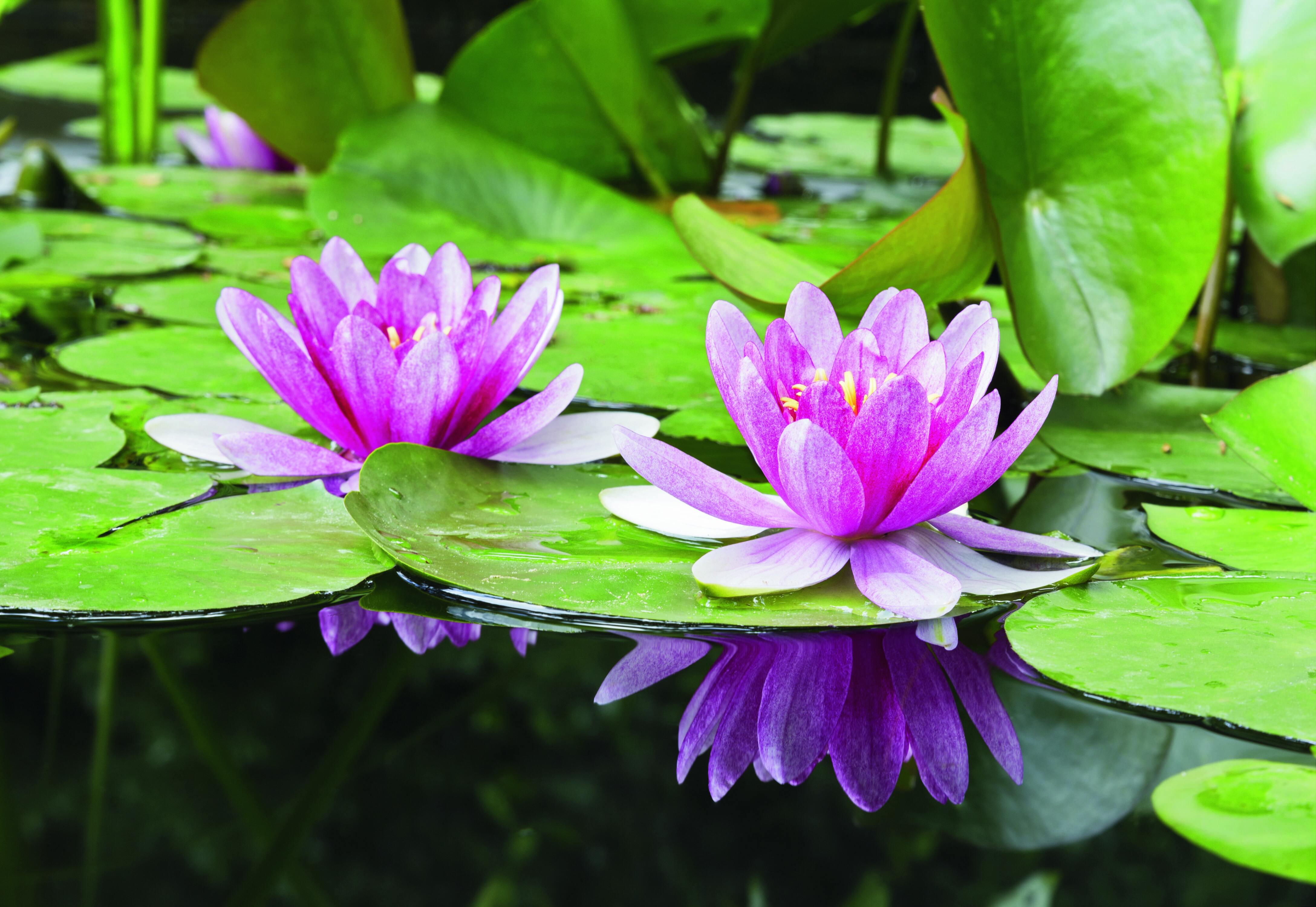 La ninfea svolge un lavoro di fitodepurazione dell'acqua contrastando la formazione di alghe.