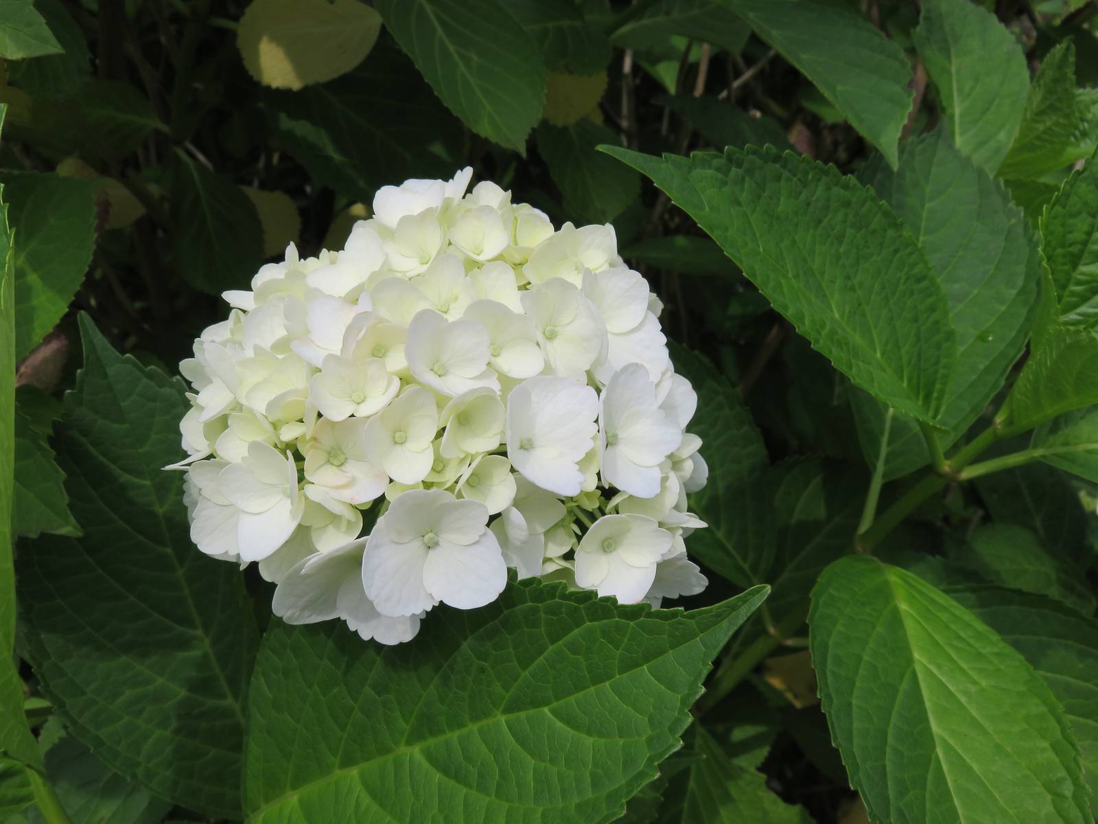 L'ortensia predilige i luoghi luminosi ma non eccessivamente assolati.