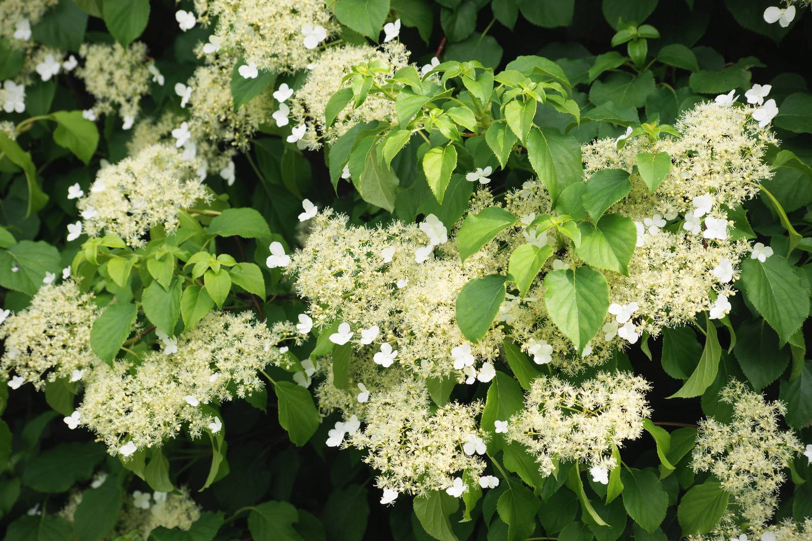 I fiori di ortensia sono molto appariscenti ma non emettono alcun profumo.