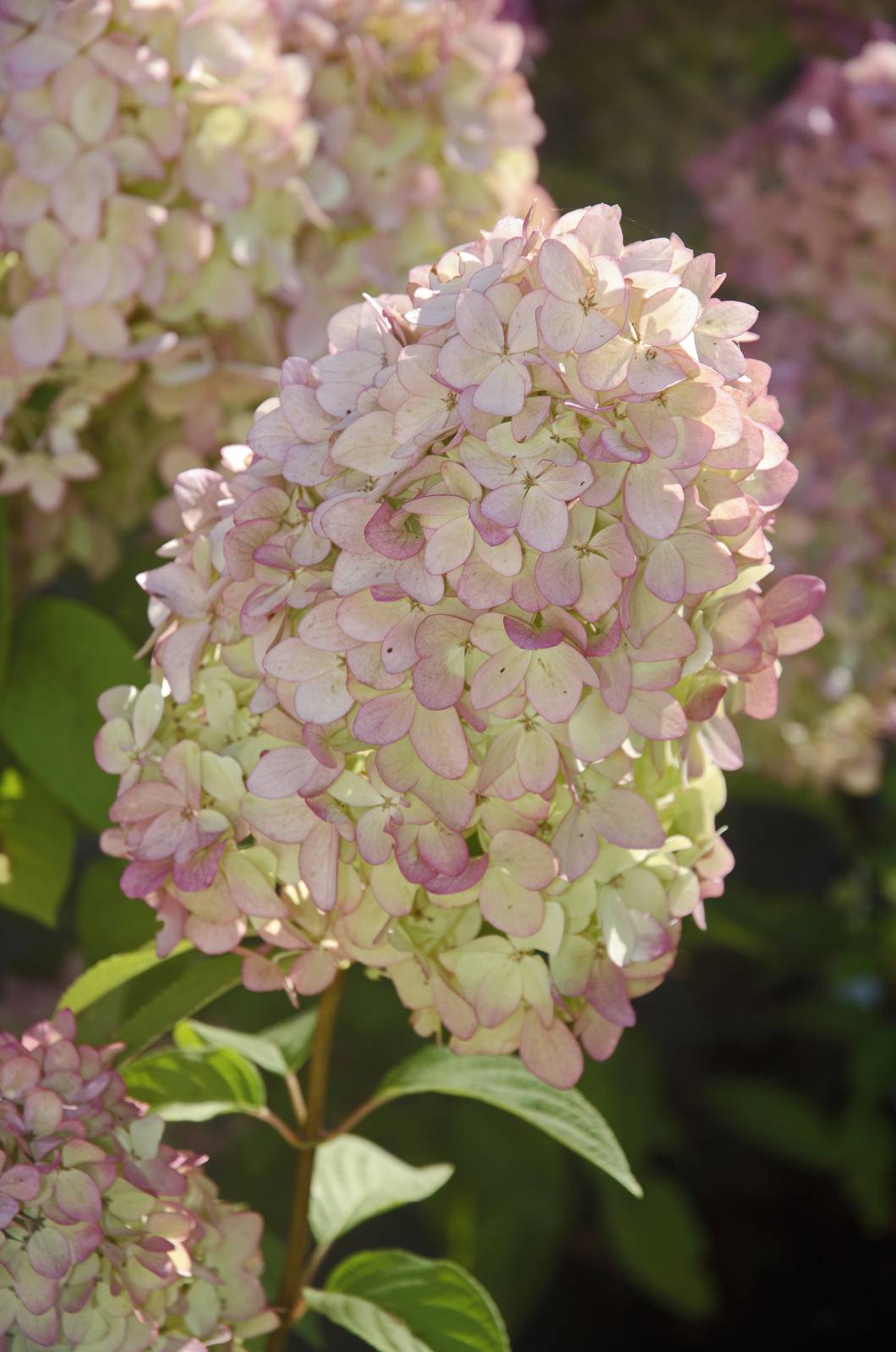 In foto si può notare l'infiorescenza piramidale tipica di Hydrangea paniculata.