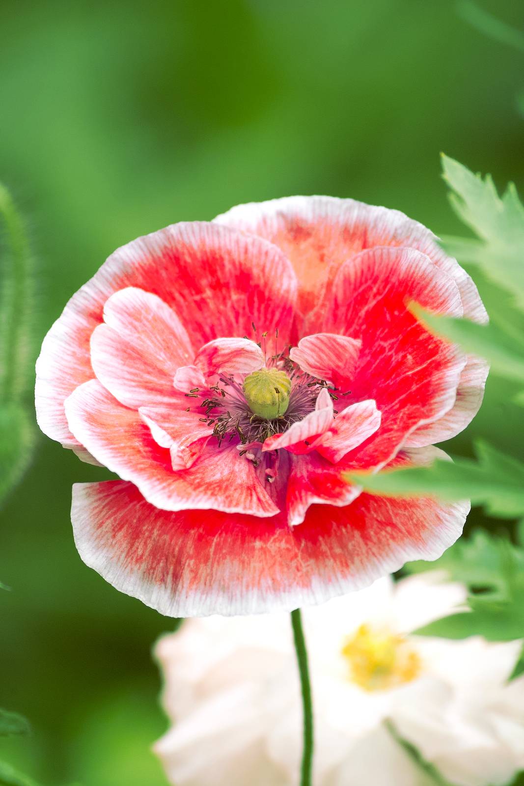 Esempio di Papaver Rhoeas. Esempio di Papaver Rhoeas.