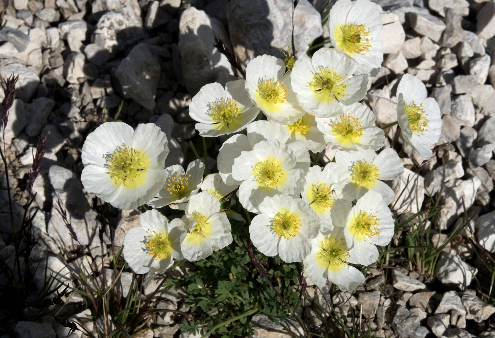 Papaver Alpinum, perfetti in un'aiuola di montagna. Papaver Alpinum, perfetti in un'aiuola di montagna.