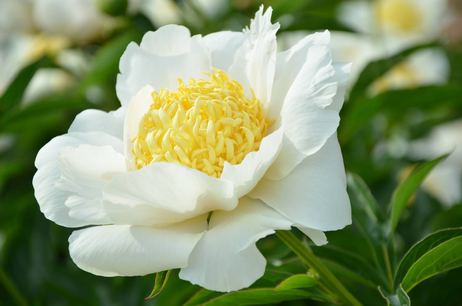 Le peonie a fiori bianchi sono un trionfo di eleganza e raffinatezza.