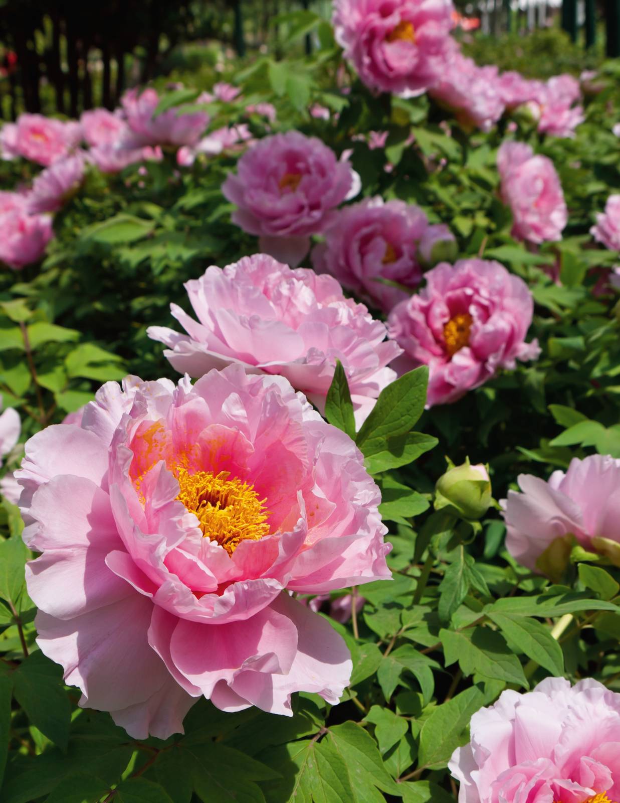 La peonia fiorisce in primavera, per qualche mese soltanto.
