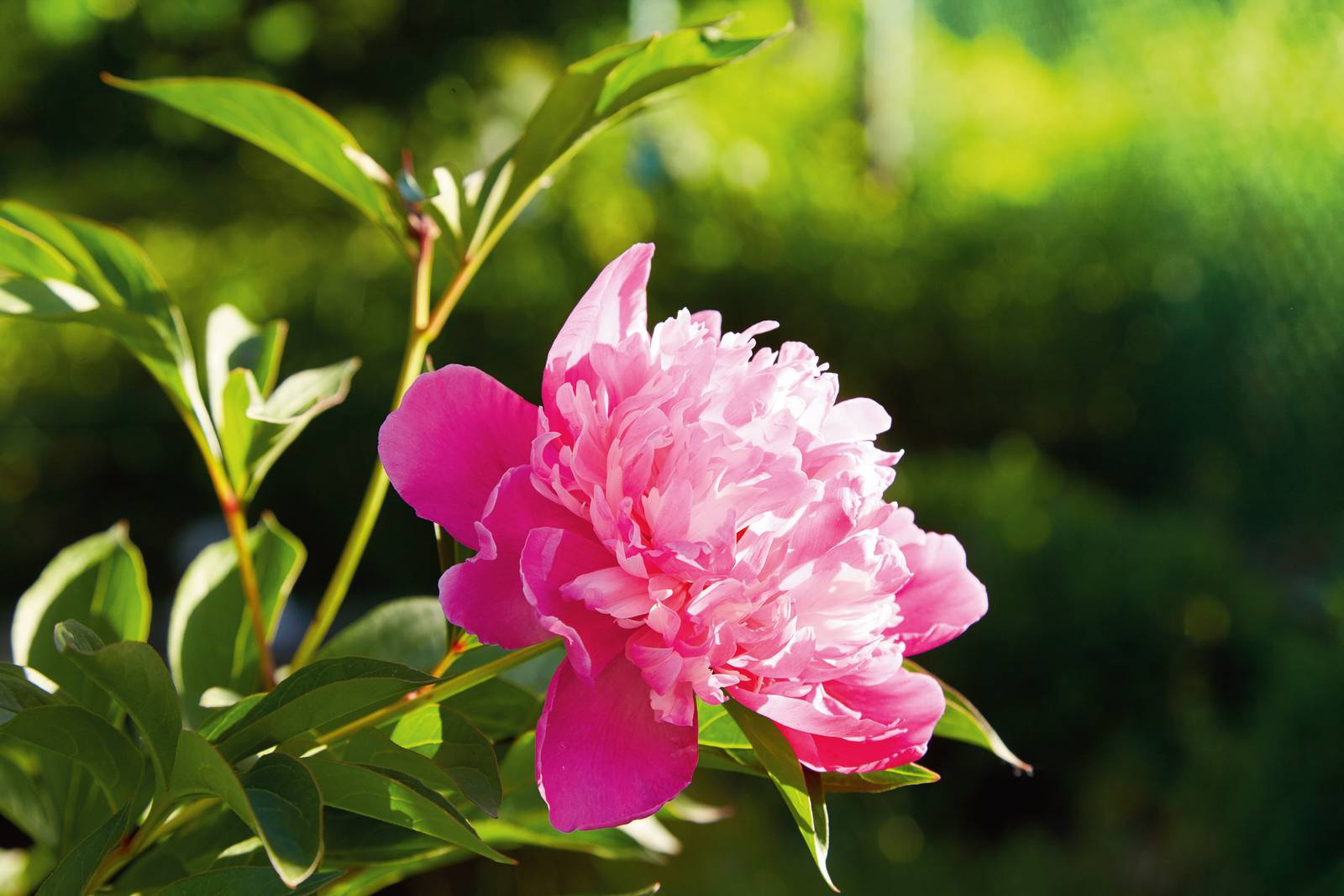 La peonia è una pianta perenne a foglia caduca.