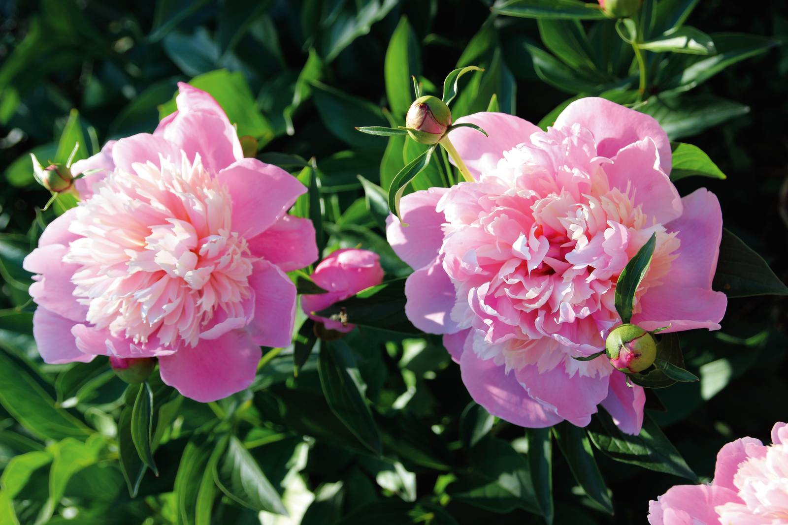 La peonia si può coltivare anche come esemplare singolo in giardino.