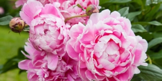Peonia
