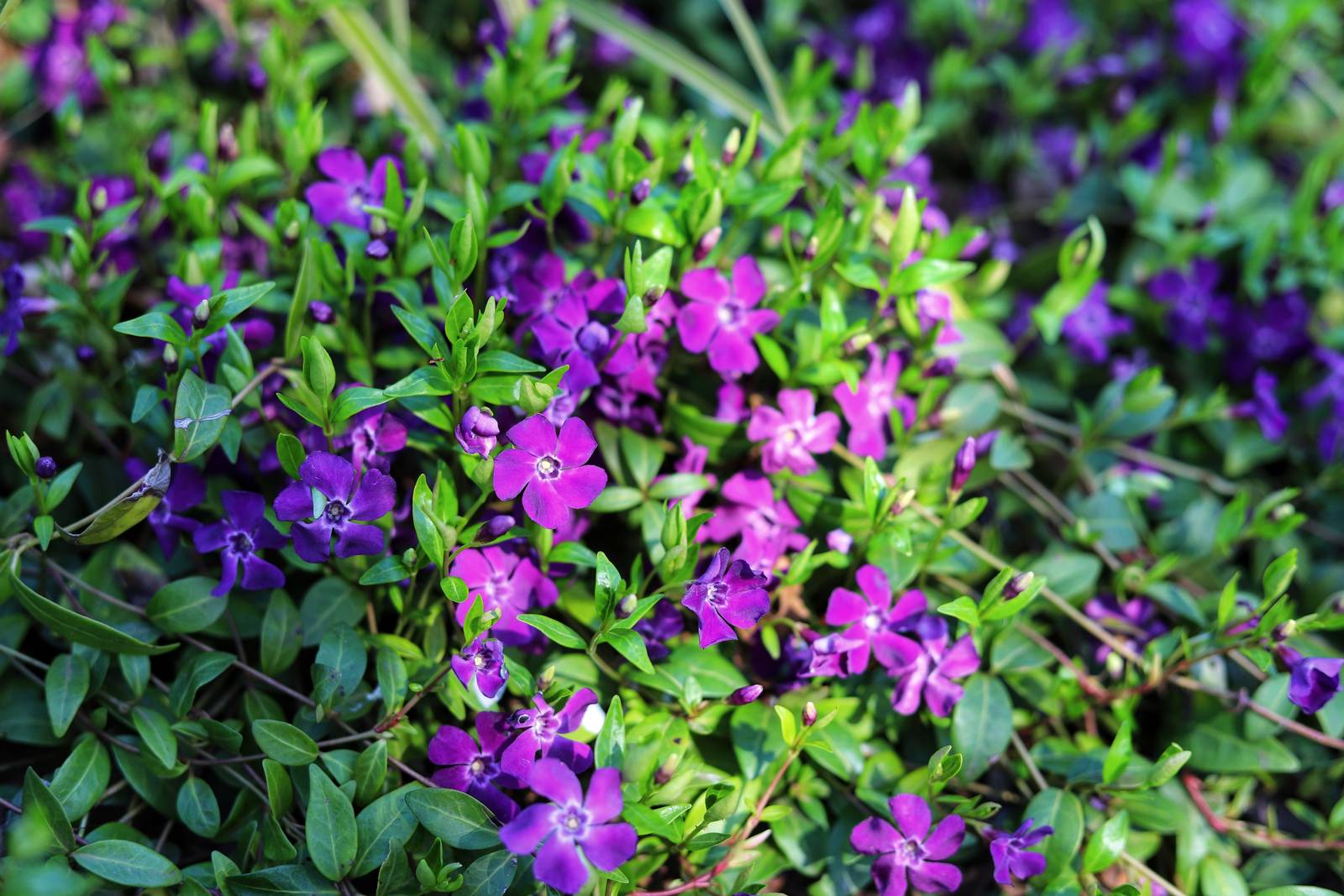 In foto, vinca minor atropurpurea. In foto, vinca minor atropurpurea.