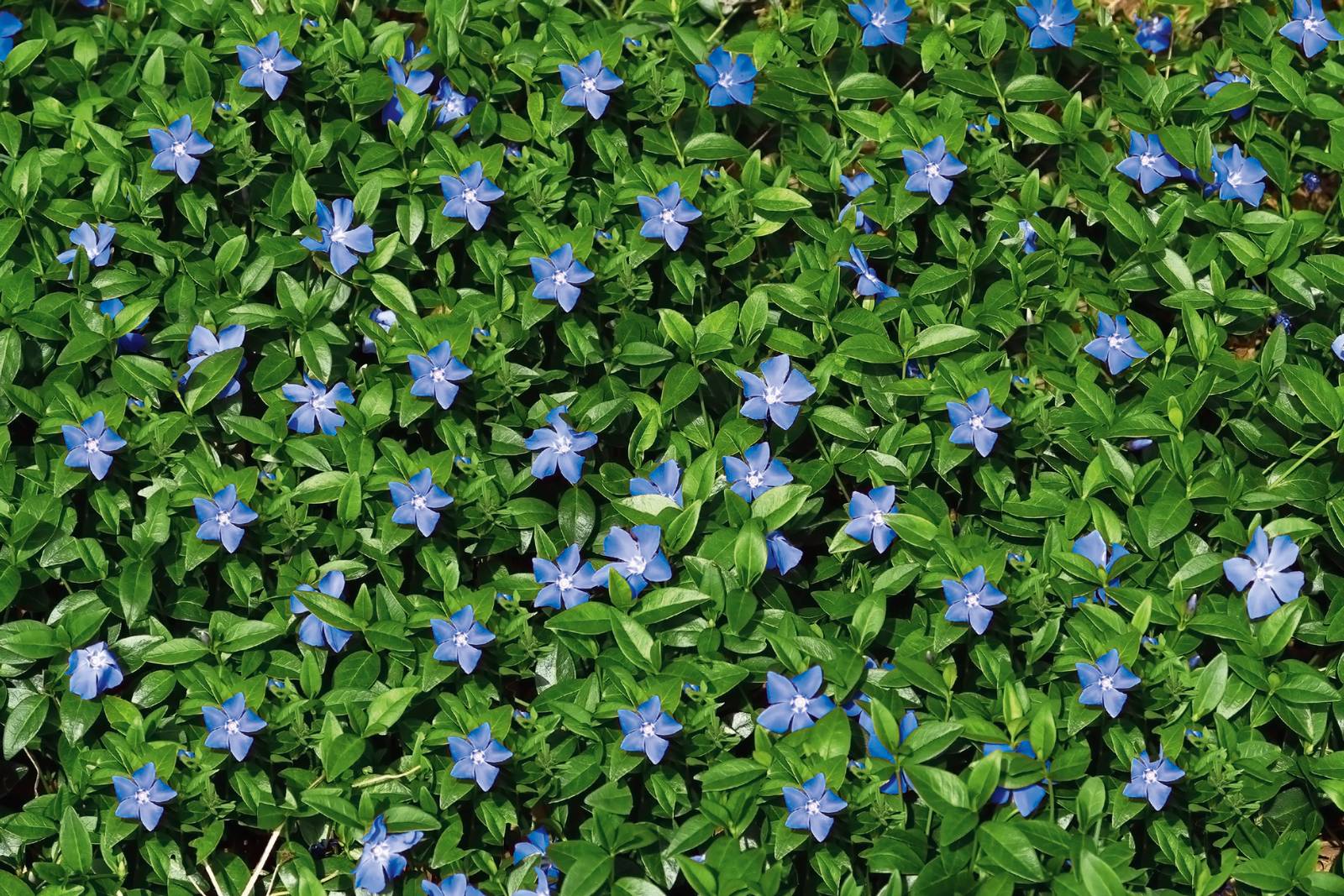 La pervinca è pianta molto versatile, usata spesso per creare bordure. La pervinca è pianta molto versatile, usata spesso per creare bordure.