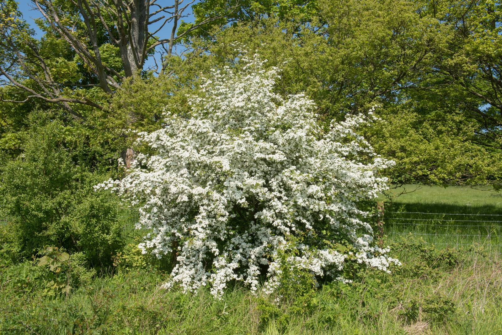 Il biancospino è una pianta di medio sviluppo che regala un'intensa fioritura primaverile.