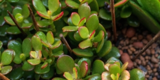 Crassula ovata o albero di Giada