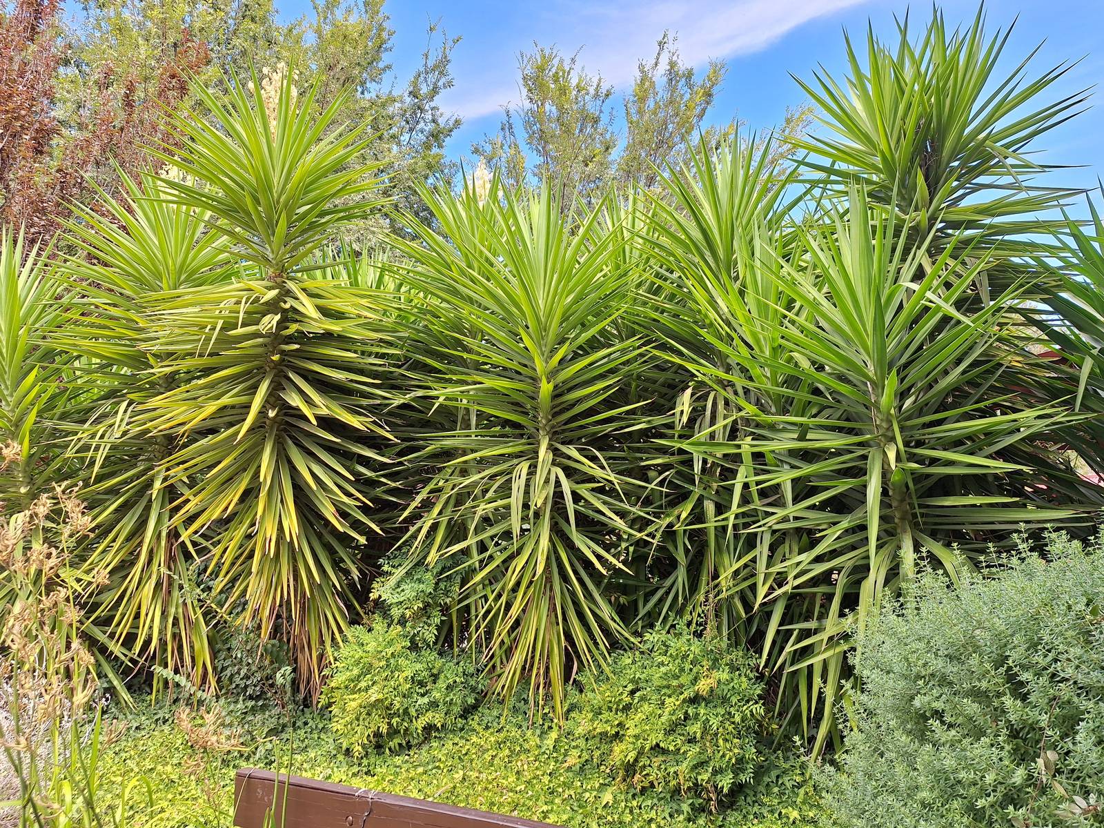 La yucca è in grado di raggiungere anche i 15 metri nei luoghi di origine, mentre nel nostro Paese non supera i 2,5 metri.