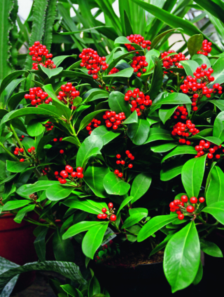 Skimmia