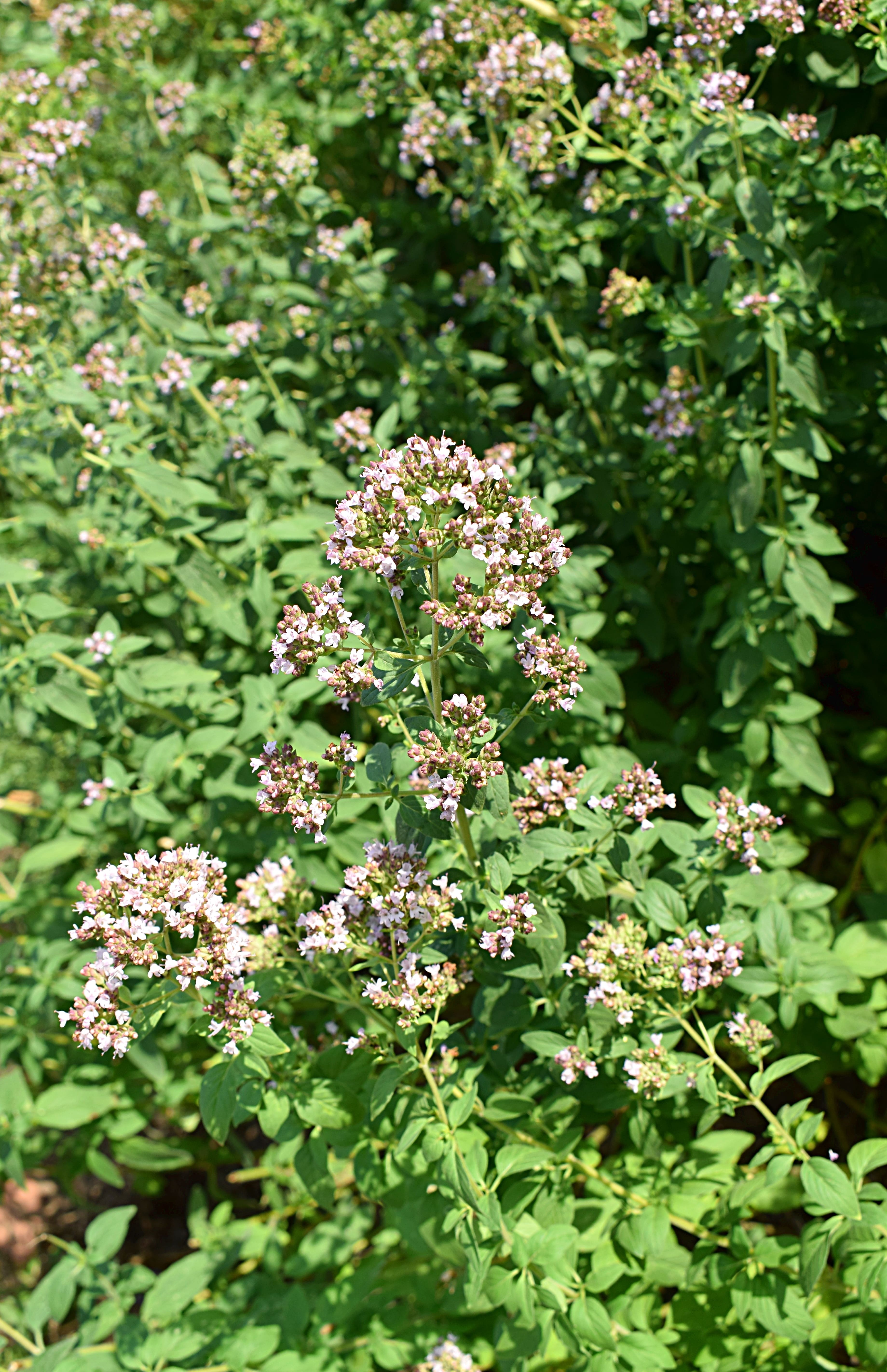 La pianta di origano produce infiorescenze raccolte in pannocchie, bianche o rosa, a partire dal mese di giugno. La pianta di origano produce infiorescenze raccolte in pannocchie, bianche o rosa, a partire dal mese di giugno.