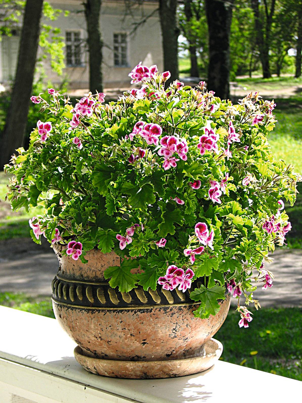 I vasi di resina sono la scelta migliore per coltivare il geranio in contenitore. I vasi di resina sono la scelta migliore per coltivare il geranio in contenitore.