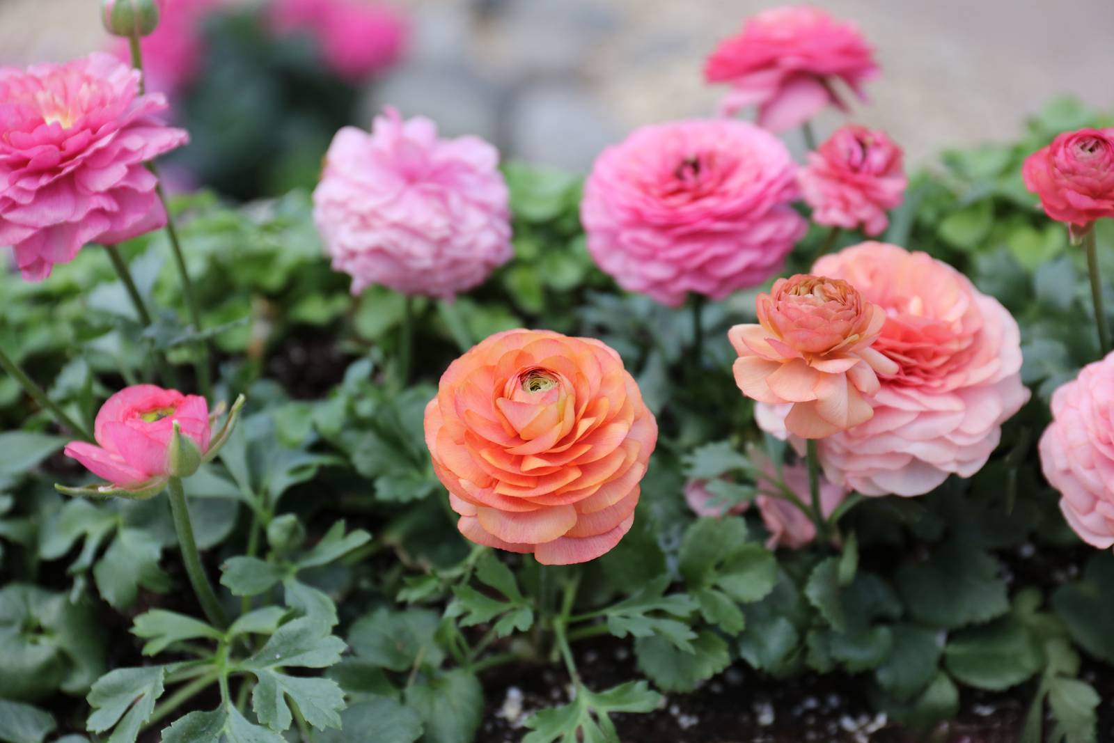 Il ranuncolo è una perfetta pianta fiorita da balcone. Il ranuncolo è una perfetta pianta fiorita da balcone.