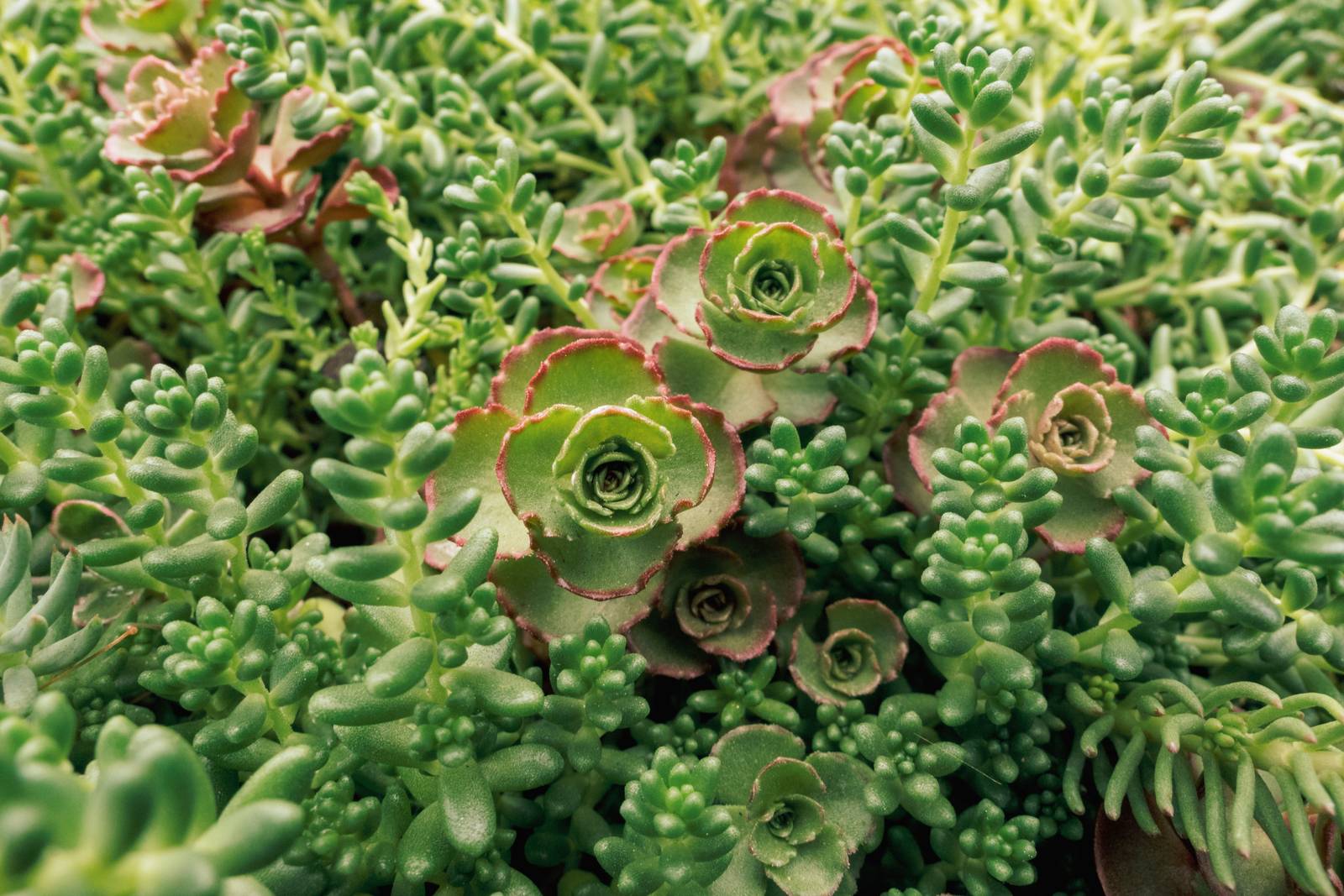 Il sedum crea un bellissimo tappeto verde non calpestabile.