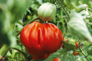 Pomodoro cuore di bue Pomodoro cuore di bue